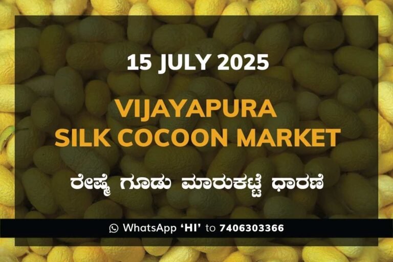 Vijayapura Government Silk Cocoon Market Daily Rate Report ವಿಜಯಪುರ ರೇಷ್ಮೆ ಗೂಡು ಮಾರುಕಟ್ಟೆ ಧಾರಣೆ
