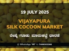 Vijayapura Government Silk Cocoon Market Daily Rate Report ವಿಜಯಪುರ ರೇಷ್ಮೆ ಗೂಡು ಮಾರುಕಟ್ಟೆ ಧಾರಣೆ