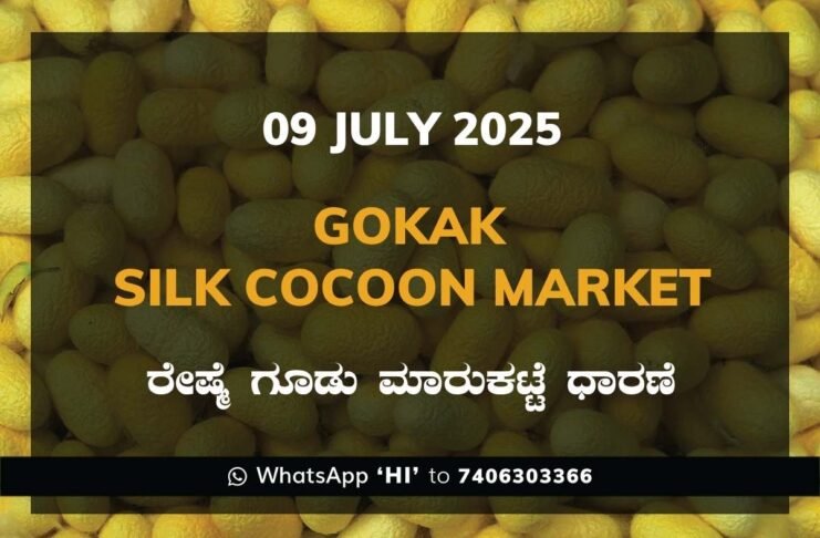 Gokak Government Silk Cocoon Market Daily Rate Report ಗೋಕಾಕ್ ರೇಷ್ಮೆ ಗೂಡು ಮಾರುಕಟ್ಟೆ ಧಾರಣೆ