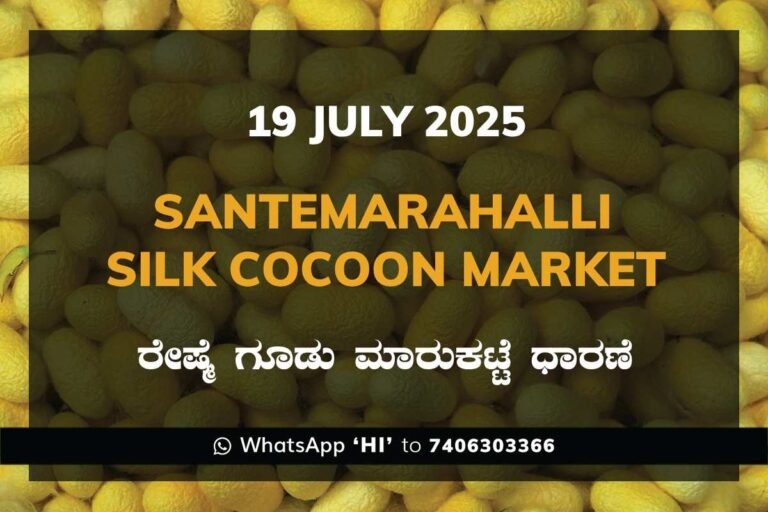 Silk Santhemarahalli Santemarahalli Government Cocoon Market ಸಂತೇಮರಹಳ್ಳಿ ರೇಷ್ಮೆ ಗೂಡು ಮಾರುಕಟ್ಟೆ ಧಾರಣೆ