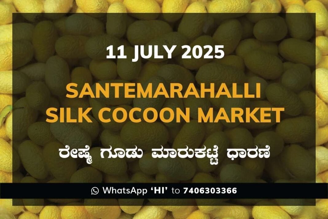 Silk Santhemarahalli Santemarahalli Government Cocoon Market ಸಂತೇಮರಹಳ್ಳಿ ರೇಷ್ಮೆ ಗೂಡು ಮಾರುಕಟ್ಟೆ ಧಾರಣೆ