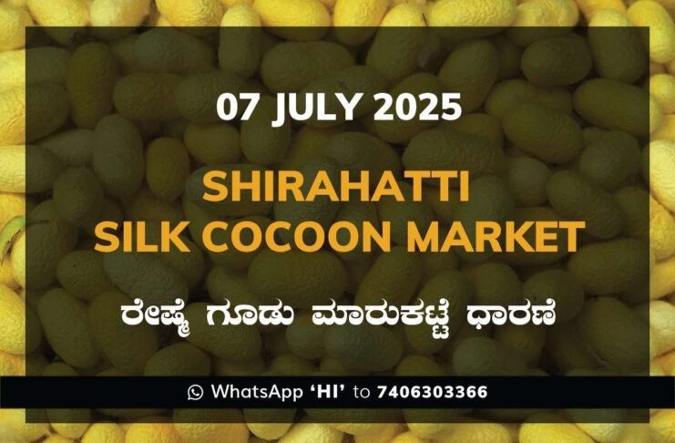 Shirahatti Government Silk Cocoon Market Daily Rate Report ಶಿರಹಟ್ಟಿ ರೇಷ್ಮೆ ಗೂಡು ಮಾರುಕಟ್ಟೆ ಧಾರಣೆ
