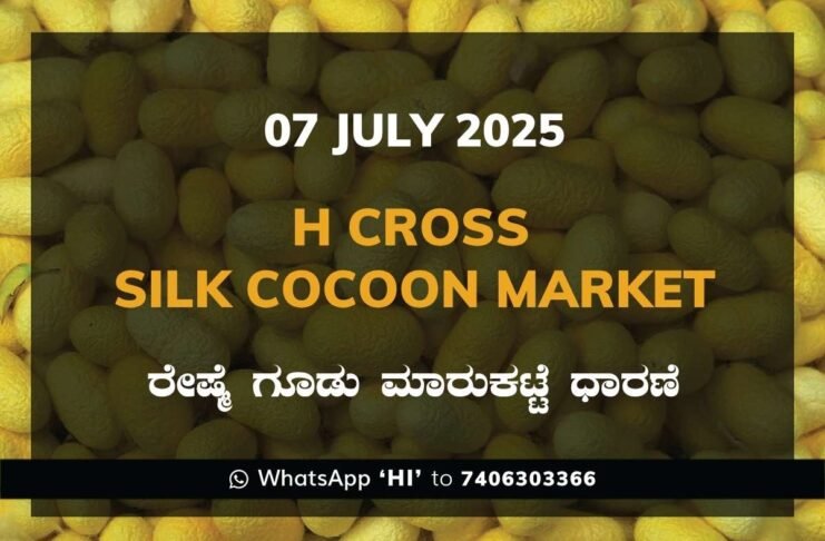 H Cross Government Silk Cocoon Market Daily Rate Report ಎಚ್ ಕ್ರಾಸ್ ರೇಷ್ಮೆ ಗೂಡು ಮಾರುಕಟ್ಟೆ ಧಾರಣೆ