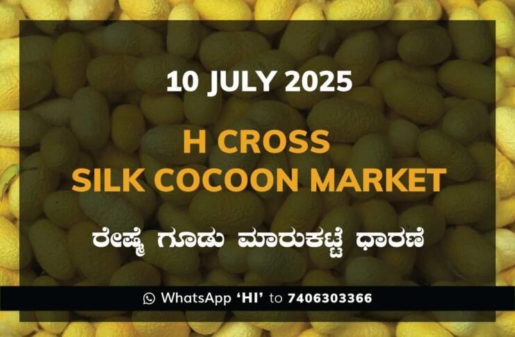 H Cross Government Silk Cocoon Market Daily Rate Report ಎಚ್ ಕ್ರಾಸ್ ರೇಷ್ಮೆ ಗೂಡು ಮಾರುಕಟ್ಟೆ ಧಾರಣೆ