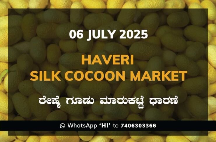 Haveri Government Silk Cocoon Market Daily Rate Report ಹಾವೇರಿ ರೇಷ್ಮೆ ಗೂಡು ಮಾರುಕಟ್ಟೆ ಧಾರಣೆ