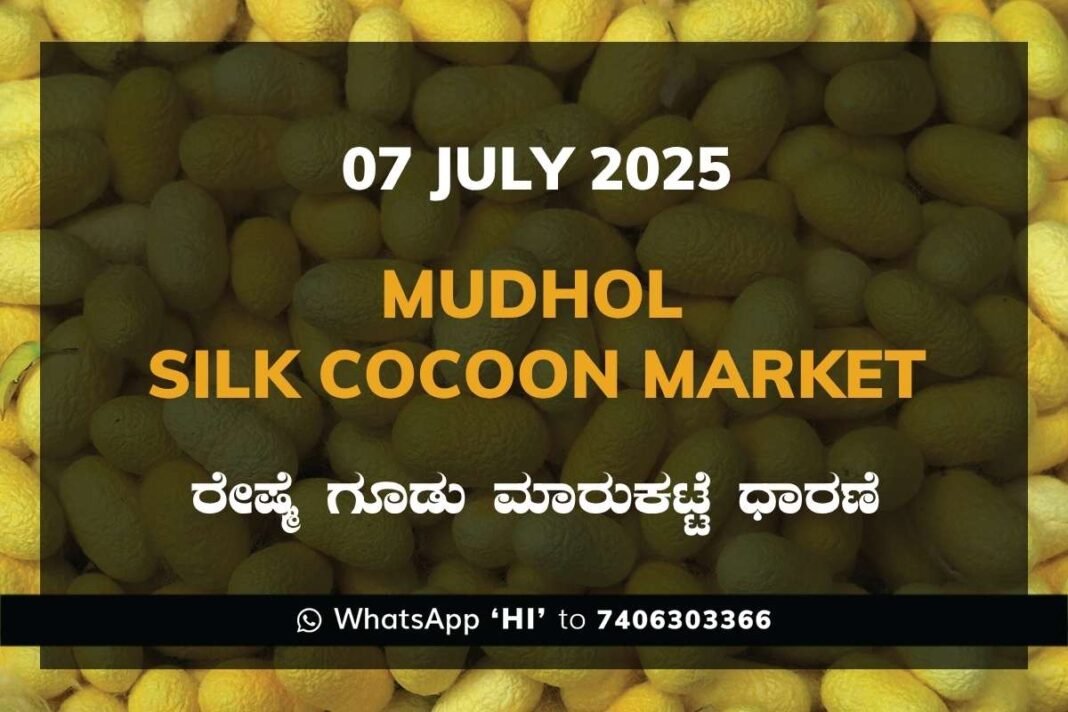 Mudhol Government Silk Cocoon Market Daily Rate Report ಮುಧೋಳ ರೇಷ್ಮೆ ಗೂಡು ಮಾರುಕಟ್ಟೆ ಧಾರಣೆ