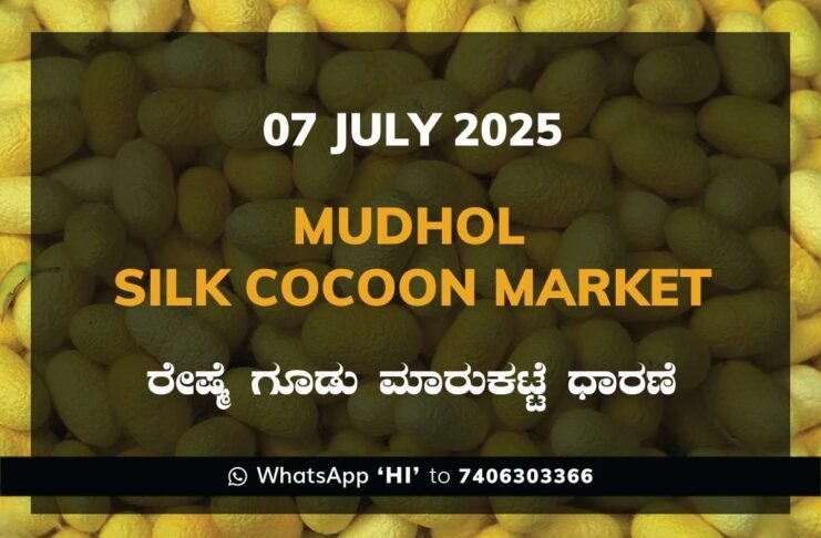 Mudhol Government Silk Cocoon Market Daily Rate Report ಮುಧೋಳ ರೇಷ್ಮೆ ಗೂಡು ಮಾರುಕಟ್ಟೆ ಧಾರಣೆ