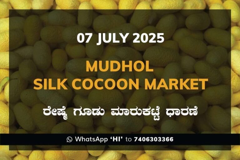 Mudhol Government Silk Cocoon Market Daily Rate Report ಮುಧೋಳ ರೇಷ್ಮೆ ಗೂಡು ಮಾರುಕಟ್ಟೆ ಧಾರಣೆ