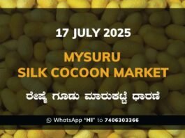 Mysuru Mysore Silk Cocoon Market Price Rate ಮೈಸೂರು ರೇಷ್ಮೆ ಗೂಡು ಮಾರುಕಟ್ಟೆ ಧಾರಣೆ