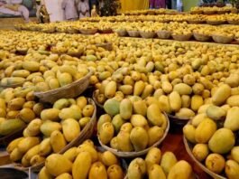 Indian Mango Festival in Seattle, USA!