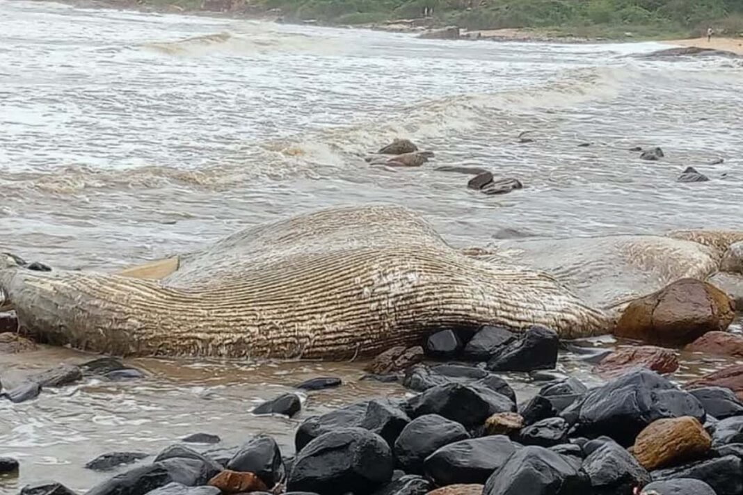 Huge whale found dead in Ankola
