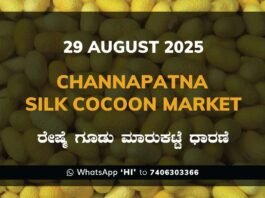 Channapatna Silk Cocoon Market Price Rate ಚನ್ನಪಟ್ಟಣ ರೇಷ್ಮೆ ಗೂಡು ಮಾರುಕಟ್ಟೆ ಧಾರಣೆ