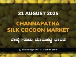 Channapatna Silk Cocoon Market Price Rate ಚನ್ನಪಟ್ಟಣ ರೇಷ್ಮೆ ಗೂಡು ಮಾರುಕಟ್ಟೆ ಧಾರಣೆ