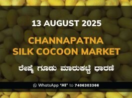 Channapatna Silk Cocoon Market Price Rate ಚನ್ನಪಟ್ಟಣ ರೇಷ್ಮೆ ಗೂಡು ಮಾರುಕಟ್ಟೆ ಧಾರಣೆ