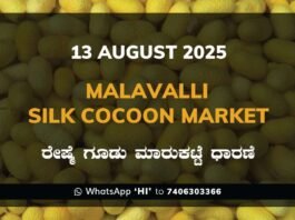 Malavalli Silk Cocoon Market Price Rate ಮಳವಳ್ಳಿ ರೇಷ್ಮೆ ಗೂಡು ಮಾರುಕಟ್ಟೆ ಧಾರಣೆ