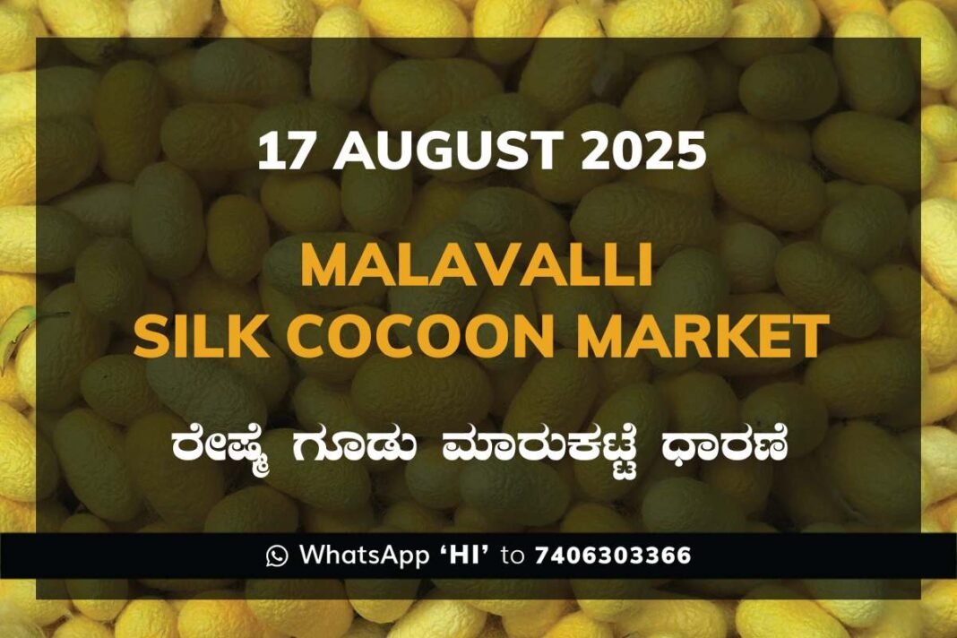 Malavalli Silk Cocoon Market Price Rate ಮಳವಳ್ಳಿ ರೇಷ್ಮೆ ಗೂಡು ಮಾರುಕಟ್ಟೆ ಧಾರಣೆ