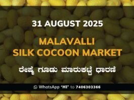 Malavalli Silk Cocoon Market Price Rate ಮಳವಳ್ಳಿ ರೇಷ್ಮೆ ಗೂಡು ಮಾರುಕಟ್ಟೆ ಧಾರಣೆ