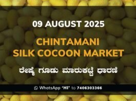 Chintamani Government Silk Cocoon Market Daily Rate Report ಚಿಂತಾಮಣಿ ರೇಷ್ಮೆ ಗೂಡು ಮಾರುಕಟ್ಟೆ ಧಾರಣೆ