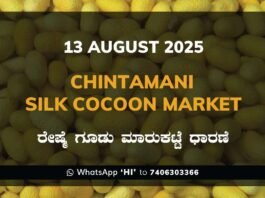 Chintamani Government Silk Cocoon Market Daily Rate Report ಚಿಂತಾಮಣಿ ರೇಷ್ಮೆ ಗೂಡು ಮಾರುಕಟ್ಟೆ ಧಾರಣೆ