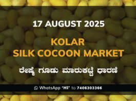 Kolar Silk Cocoon Market Price Rate ಕೋಲಾರ ರೇಷ್ಮೆ ಗೂಡು ಮಾರುಕಟ್ಟೆ ಧಾರಣೆ