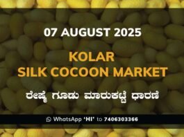 Kolar Silk Cocoon Market Price Rate ಕೋಲಾರ ರೇಷ್ಮೆ ಗೂಡು ಮಾರುಕಟ್ಟೆ ಧಾರಣೆ