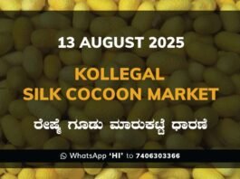 Kollegal Silk Cocoon Market Price Rate ಕೊಳ್ಳೇಗಾಲ ರೇಷ್ಮೆ ಗೂಡು ಮಾರುಕಟ್ಟೆ ಧಾರಣೆ