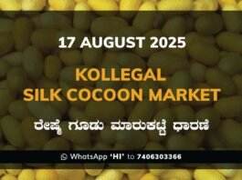 Kollegal Silk Cocoon Market Price Rate ಕೊಳ್ಳೇಗಾಲ ರೇಷ್ಮೆ ಗೂಡು ಮಾರುಕಟ್ಟೆ ಧಾರಣೆ