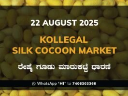 Kollegal Silk Cocoon Market Price Rate ಕೊಳ್ಳೇಗಾಲ ರೇಷ್ಮೆ ಗೂಡು ಮಾರುಕಟ್ಟೆ ಧಾರಣೆ