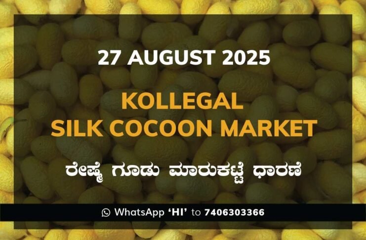 Kollegal Silk Cocoon Market Price Rate ಕೊಳ್ಳೇಗಾಲ ರೇಷ್ಮೆ ಗೂಡು ಮಾರುಕಟ್ಟೆ ಧಾರಣೆ