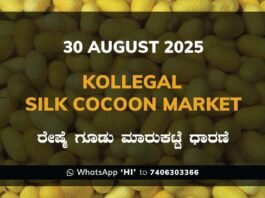 Kollegal Silk Cocoon Market Price Rate ಕೊಳ್ಳೇಗಾಲ ರೇಷ್ಮೆ ಗೂಡು ಮಾರುಕಟ್ಟೆ ಧಾರಣೆ
