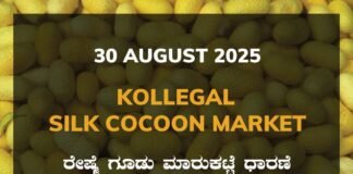 Kollegal Silk Cocoon Market: 30 August 2025 Kollegal Silk Cocoon Market Price Rate ಕೊಳ್ಳೇಗಾಲ ರೇಷ್ಮೆ ಗೂಡು ಮಾರುಕಟ್ಟೆ ಧಾರಣೆ