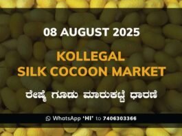 Kollegal Silk Cocoon Market Price Rate ಕೊಳ್ಳೇಗಾಲ ರೇಷ್ಮೆ ಗೂಡು ಮಾರುಕಟ್ಟೆ ಧಾರಣೆ