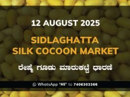 Sidlaghatta Government Silk Cocoon Market Daily Rate Report ಶಿಡ್ಲಘಟ್ಟ ರೇಷ್ಮೆ ಗೂಡು ಮಾರುಕಟ್ಟೆ ಧಾರಣೆ