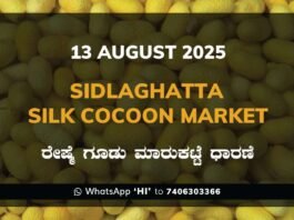 Sidlaghatta Government Silk Cocoon Market Daily Rate Report ಶಿಡ್ಲಘಟ್ಟ ರೇಷ್ಮೆ ಗೂಡು ಮಾರುಕಟ್ಟೆ ಧಾರಣೆ