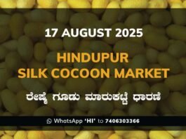 Hindupur Government Silk Cocoon Market Daily Rate Report ಹಿಂದೂಪುರ ರೇಷ್ಮೆ ಗೂಡು ಮಾರುಕಟ್ಟೆ ಧಾರಣೆ
