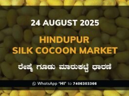 Hindupur Government Silk Cocoon Market Daily Rate Report ಹಿಂದೂಪುರ ರೇಷ್ಮೆ ಗೂಡು ಮಾರುಕಟ್ಟೆ ಧಾರಣೆ
