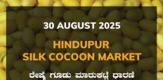 Hindupur Silk Cocoon Market: 30 August 2025 Hindupur Government Silk Cocoon Market Daily Rate Report ಹಿಂದೂಪುರ ರೇಷ್ಮೆ ಗೂಡು ಮಾರುಕಟ್ಟೆ ಧಾರಣೆ