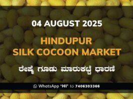 Hindupur Government Silk Cocoon Market Daily Rate Report ಹಿಂದೂಪುರ ರೇಷ್ಮೆ ಗೂಡು ಮಾರುಕಟ್ಟೆ ಧಾರಣೆ