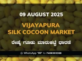 Vijayapura Government Silk Cocoon Market Daily Rate Report ವಿಜಯಪುರ ರೇಷ್ಮೆ ಗೂಡು ಮಾರುಕಟ್ಟೆ ಧಾರಣೆ