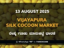 Vijayapura Government Silk Cocoon Market Daily Rate Report ವಿಜಯಪುರ ರೇಷ್ಮೆ ಗೂಡು ಮಾರುಕಟ್ಟೆ ಧಾರಣೆ
