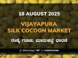 Vijayapura Government Silk Cocoon Market Daily Rate Report ವಿಜಯಪುರ ರೇಷ್ಮೆ ಗೂಡು ಮಾರುಕಟ್ಟೆ ಧಾರಣೆ