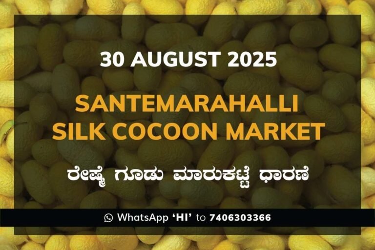 Santemarahalli (SM Halli) Government Silk Cocoon Market Daily Rate Report ಸಂತೇಮರಹಳ್ಳಿ ರೇಷ್ಮೆ ಗೂಡು ಮಾರುಕಟ್ಟೆ ಧಾರಣೆ