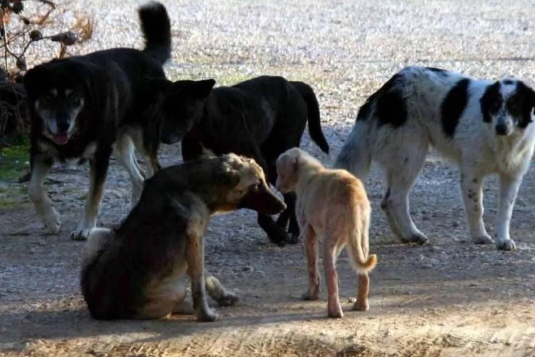 Supreme Court orders to trap stray dogs in Delhi within 8 weeks Supreme Court orders to trap stray dogs in Delhi within 8 weeks