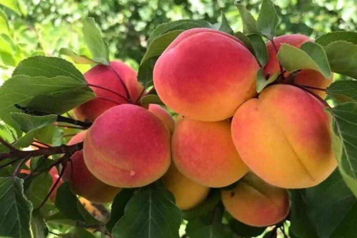 Apricots