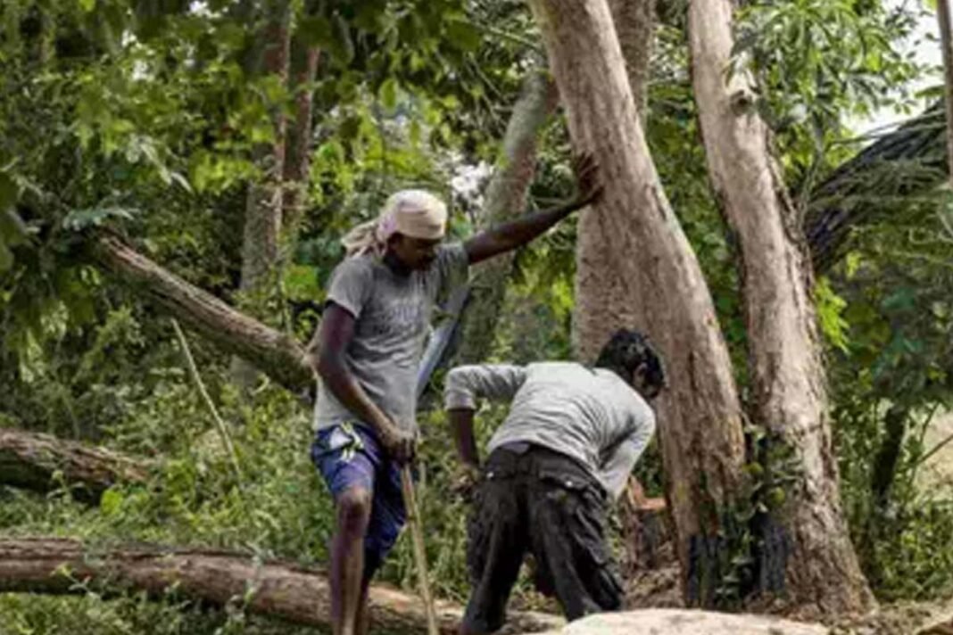 Bengaluru: Fears of felling of thousands of trees again
