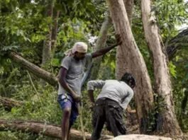 Bengaluru: ಮತ್ತೆ ಸಾವಿರಾರು ಮರಗಳ ಕಟಾವು ಆತಂಕ Bengaluru: Fears of felling of thousands of trees again