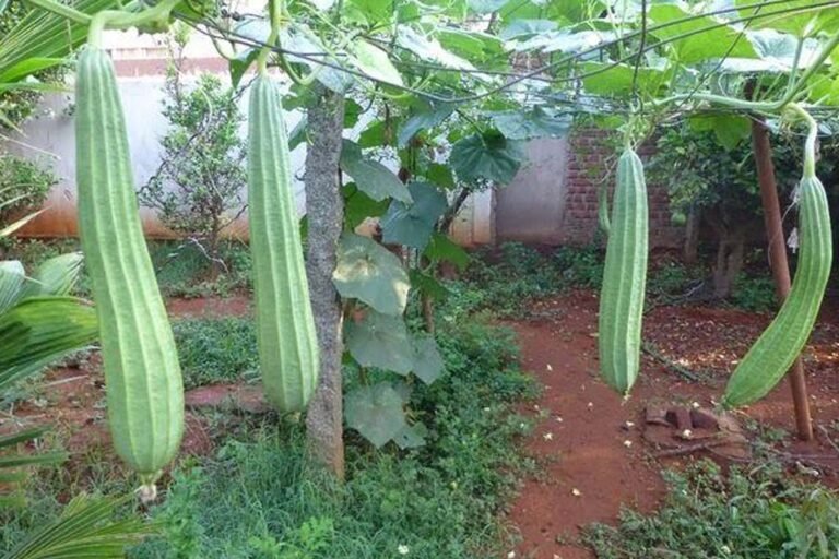 Ridge Gourd for liver detox