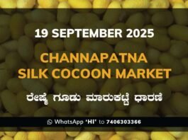 Channapatna Silk Cocoon Market Price Rate ಚನ್ನಪಟ್ಟಣ ರೇಷ್ಮೆ ಗೂಡು ಮಾರುಕಟ್ಟೆ ಧಾರಣೆ