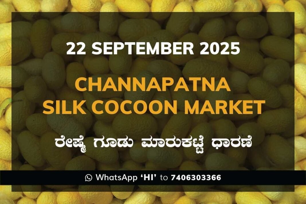 Channapatna Silk Cocoon Market Price Rate ಚನ್ನಪಟ್ಟಣ ರೇಷ್ಮೆ ಗೂಡು ಮಾರುಕಟ್ಟೆ ಧಾರಣೆ