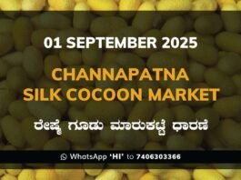 Channapatna Silk Cocoon Market Price Rate ಚನ್ನಪಟ್ಟಣ ರೇಷ್ಮೆ ಗೂಡು ಮಾರುಕಟ್ಟೆ ಧಾರಣೆ